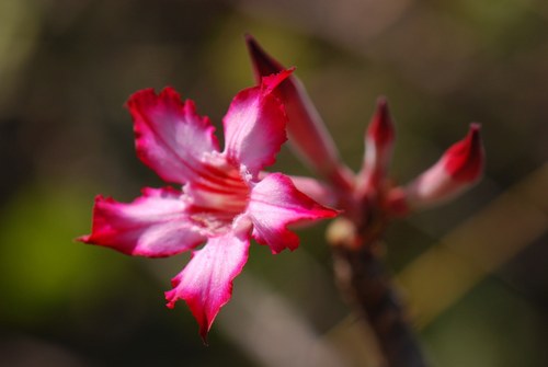 Julia Leakey (@Kampiyasamaki) | Twitter