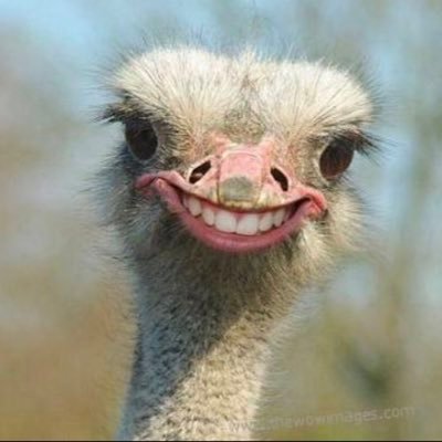 patthamaporn461's profile picture. 