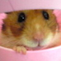 みい (@m2q5r) 's Twitter Profile