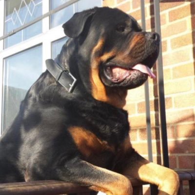 busa_jon's profile picture. #atheist #biker #gamer all round grumpy fucker