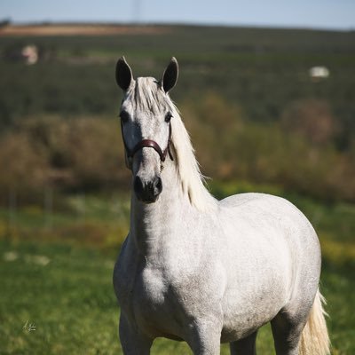 kballoandaluz's profile picture. EMPRESA DEDICADA A LA VENTA Y SOBRETODO EXPORTACION DE CABALLOS PURA RAZA ESPAÑOLA (ANDALUCES) A TODOS LOS LUGARES DEL MUNDO.