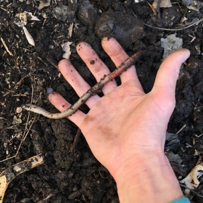 ButcherGarden's profile picture. I’m local whole animal butcher who also has a garden...