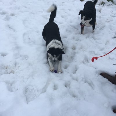 NickieBoyes's profile picture. 