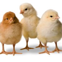Hubbard Breeders (@hubbardbreeders) 's Twitter Profile