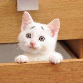 IrislyLi's profile picture. 