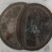 Foster Lab (@foster_lab) 's Twitter Profile Photo Foster Lab (@foster_lab) 's Twitter Profile Photo