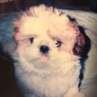 愛犬、愛猫の自由垢です最近忙しく低浮上です❗️ (@q9lok0owya0x6ka) 's Twitter Profile Photo 愛犬、愛猫の自由垢です最近忙しく低浮上です❗️ (@q9lok0owya0x6ka) 's Twitter Profile Photo