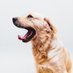 Golden Retriever Lovers Community (@lovergretriever) Twitter profile photo Golden Retriever Lovers Community (@lovergretriever) Twitter profile photo