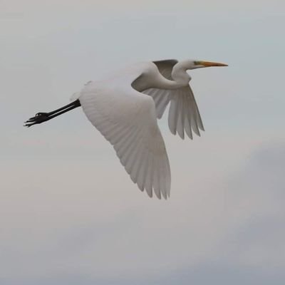 Holkham born and bred warden, Norfolk naturalist, singer of rock n roll, former UK old school wrestler..lover of herons and spoonbills (and Sabbath and spiders)