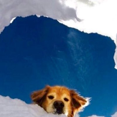 Golden Retriever caregiver, she deserves nothing less. Lola is my late wife’s retired service dog. Please be kind. Lola passed over the Rainbow Bridge. I’m 💔