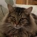 Fluffy Humbug (@fluffyhumbug) Twitter profile photo Fluffy Humbug (@fluffyhumbug) Twitter profile photo