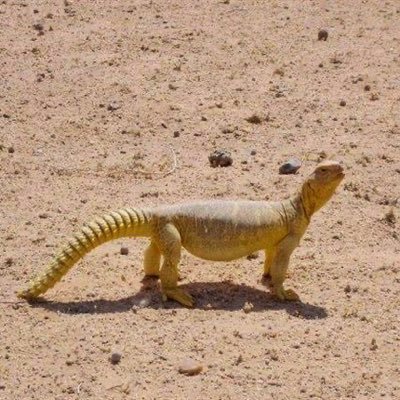 ضب أصفرさんのプロフィール画像