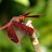 DragonfliDreamr's profile image