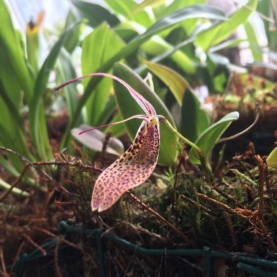 Biodiversity Unit, Botanical Garden. #biodiversity #utubiodiversity #orchids #ruissalo #wildorchids