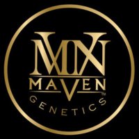 Maven Genetics (@mavengenetics) 's Twitter Profile Photo Maven Genetics (@mavengenetics) 's Twitter Profile Photo