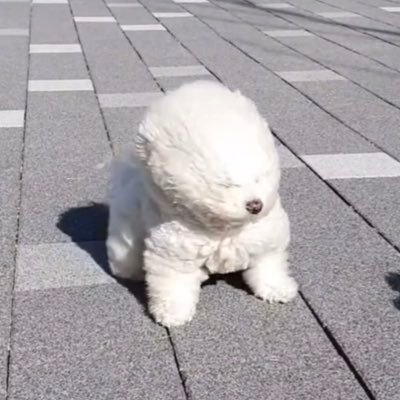 xiaorepa's profile picture. 🍡✨