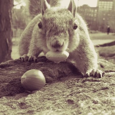 Squirrels in one NYC park | My dear friends. | Many gone now. Memorials to love. 

Virginia Hooper ©2023
Squirrels need water!