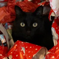 Nachthexe (Night Witch) (@hardakeep) 's Twitter Profile