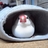 四畳半畳太郎のアイコン