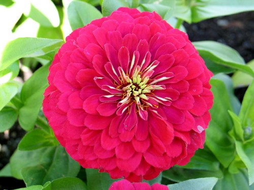 romekaesar's profile picture. 