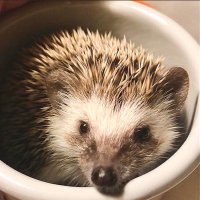 ボス 🍣 (@bluekerbysx) 's Twitter Profile Photo ボス 🍣 (@bluekerbysx) 's Twitter Profile Photo