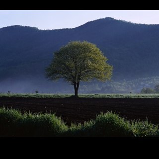 ibobboyle's profile picture. 