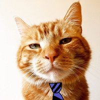 CapitanGatoCCGN Profile Picture