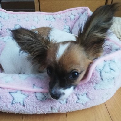あんこ パピヨンチワワ Arufagsurznbqrw Twitter