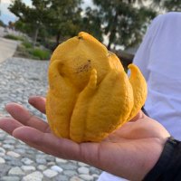 Amnaa Taha (@amnaataha) 's Twitter Profile Photo