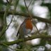 Profile Picture of Tom_bird_photography (@BirdTom) on Twitter