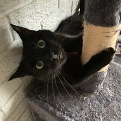 Grumpy, attention seeking, freeloader mini panfur whoās humum (her/she 36 yo) is well and truly under the paw. Lives in āļø Yorkshire. #panfursquad #EUCatClub