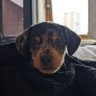 harrywinmillion's profile picture. 5 fun runs in 2 years