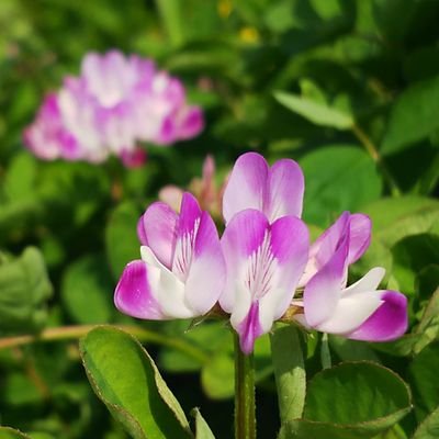 アイコンのレンゲは岐阜県の花。
かつては、レンゲを田んぼに繁らせ、田土の養分にすることで稲作に活用してきました。また、養蜂業では貴重な蜜源にもなります。
資源循環や食糧、環境、SDGs経済の素人による専門アカ。
そして、最近はChromebookネタも。