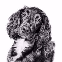 Hayley Pierce (@hayleypierceart) 's Twitter Profile Photo Hayley Pierce (@hayleypierceart) 's Twitter Profile Photo