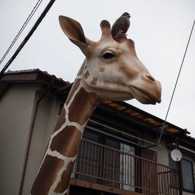 野良薬物動態学者。色々節操無くtweetします。 #SIGMAfp で #オールドレンズ遊び 始めたの。Leica #M10 #国産二眼レフ部 (KONIFLEX II、Pearl Ⅲ)。YASHICA #Electro35 。#LX100 SONY α900。OM-D E-M1X。Mastodon始めました。