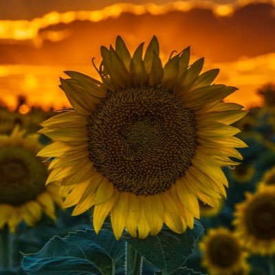 trishloveskans1's profile picture. #MAGA #navymom