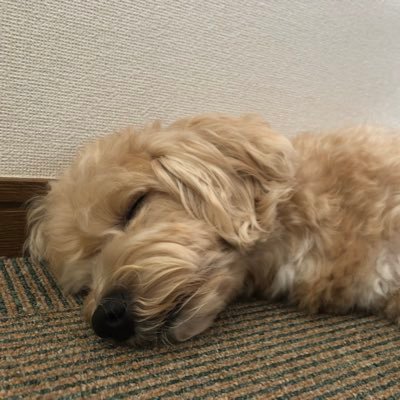 Rosutoさんのプロフィール画像