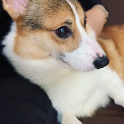 kotetsu_cogie's profile picture. コーギー犬のこてつ🐶 ♂１歳🍼YouTubeも開設しています📹🖇【相棒猫🐱】@komugi_suko 【インスタ】https://t.co/e0ZkItHtqt