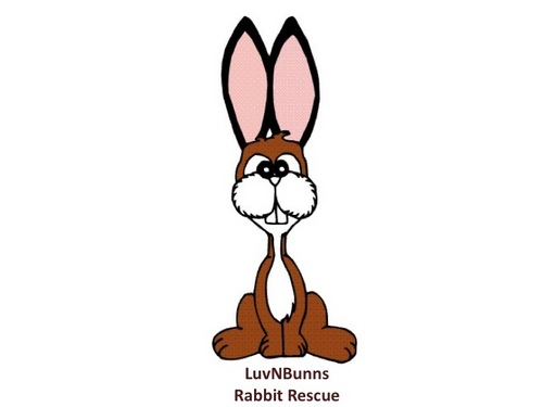 LuvNBunnsRabbit's profile picture. Luv-N-Bunns, a nonprofit 501(c)(3) all volunteer rabbit rescue organization in Southeastern PA, has many adoptable bunnies waiting for a loving home.