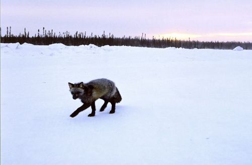 allancasey's profile picture. Author of Lakeland: Ballad of a Freshwater Country, journalist, boat builder, dreamer.