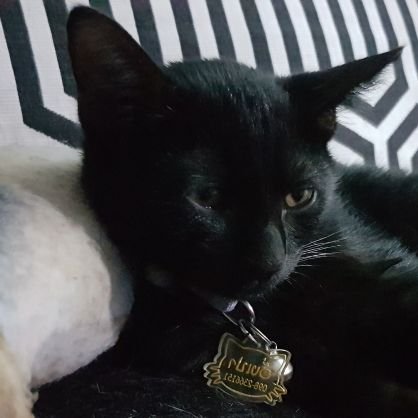 nimo_nim's profile picture. Do The Right Thing And Do My Best 🙈🙉🙊