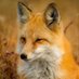 Red Fox (@redfox_48) Twitter profile photo Red Fox (@redfox_48) Twitter profile photo
