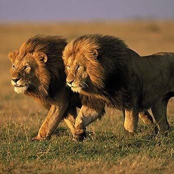 SAIDEEP0940's profile picture. 