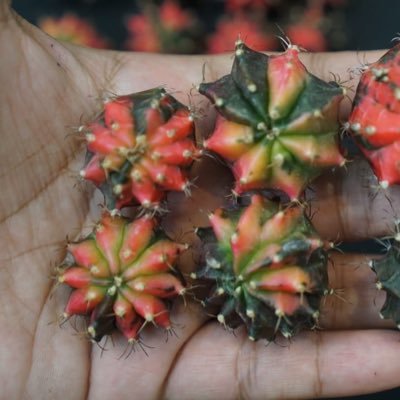 ttcactu's profile picture. cactus