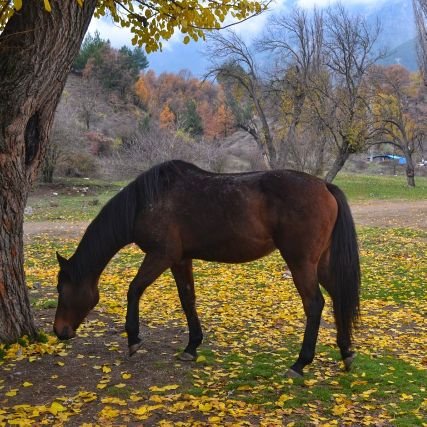 doğasever