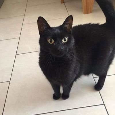 debege73's profile picture. 40-something Queen fan, love animals, hate war, love music and chilling out