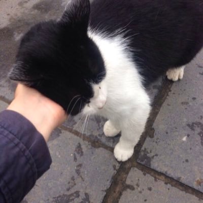 incorrectjunhui's profile picture. bye bye~