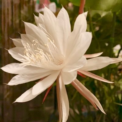 むぎごはん。さんのプロフィール画像