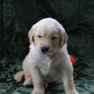 I’m Luke. I’m a Golden Retriever puppy but I don’t know what that means yet. I like to run and play because it’s fun. I also like to eat food.