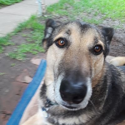 Curious about everything including science, linguistics, musher twitter, F1. I live with dog Ozzie, & cats Byder, Missy, Jack. They light up my life. she/her
